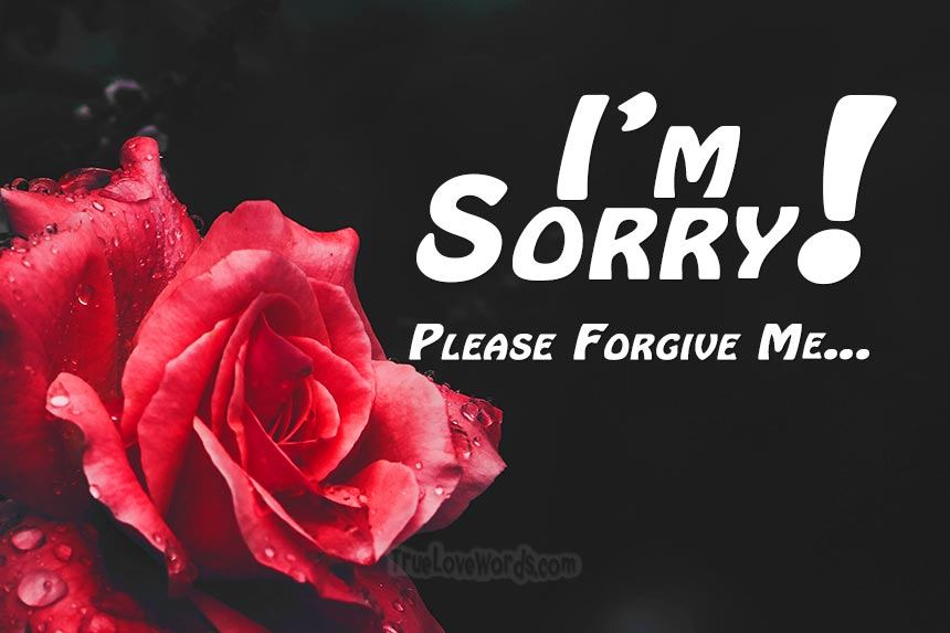 Rose, Flower, Message, Sorry